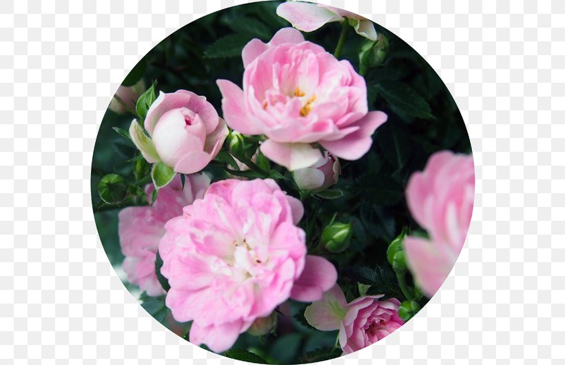Floribunda Cabbage Rose Mother's Day Garden Roses Memorial Rose, PNG, 560x529px, Floribunda, Annual Plant, Cabbage Rose, Camellia, Camellia Sasanqua Download Free
