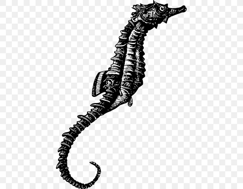 Seahorse Animal Fugu Clip Art, PNG, 441x640px, Seahorse, Actinopterygii, Animal, Black And White, Fish Download Free