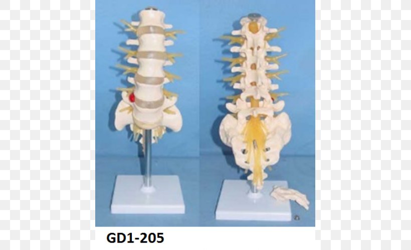 Cauda Equina Spinal Nerve Vertebral Column Lumbar Vertebrae, PNG, 500x500px, Cauda Equina, Bone, Cauda Equina Syndrome, Conus Medullaris, Human Body Download Free