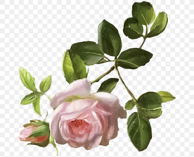 Garden Roses Cabbage Rose Flower Bokmärke, PNG, 677x663px, Garden Roses, Branch, Cabbage Rose, Cut Flowers, Flower Download Free