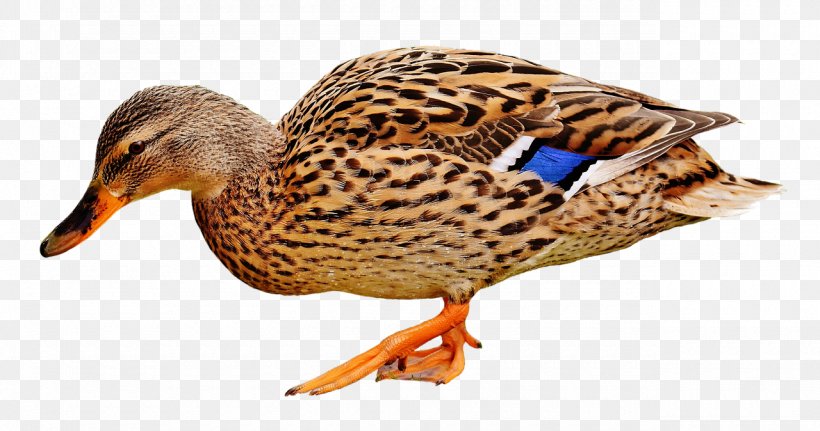 Mallard Duck Bird Image Photography, PNG, 1280x674px, Mallard, Beak, Bird, Duck, Ducks Geese And Swans Download Free