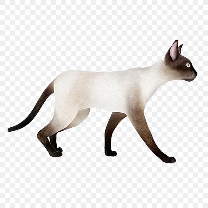 Siamese Cat Whiskers Domestic Short-haired Cat 3D Modeling 3D Computer Graphics, PNG, 2953x2953px, 3d Computer Graphics, 3d Modeling, Siamese Cat, Autodesk 3ds Max, Carnivoran Download Free