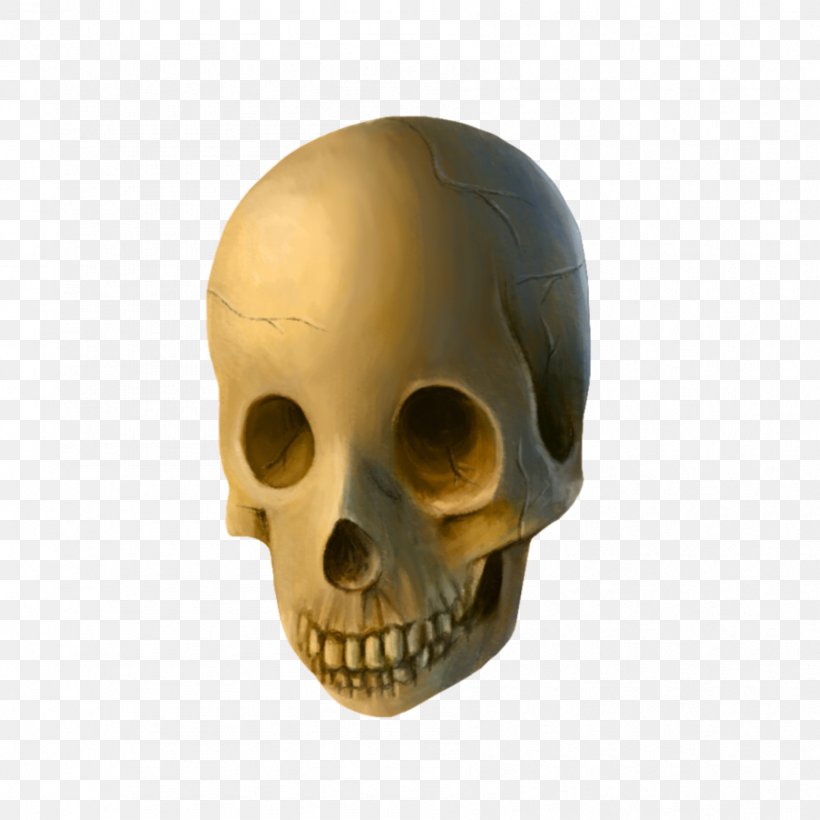 Skull Skeleton, PNG, 894x894px, Skull, Bone, Jaw, Skeleton, Snout Download Free