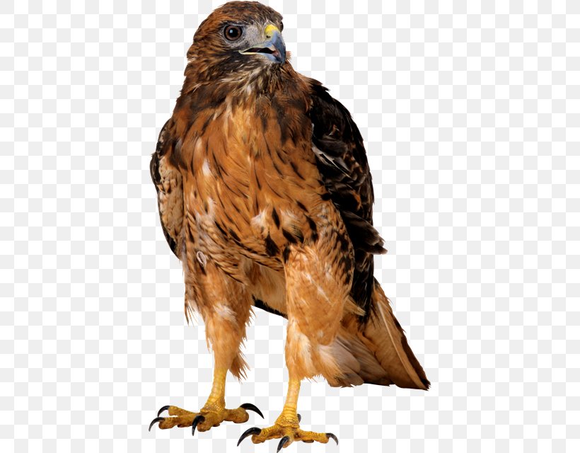 Bird Clip Art, PNG, 400x640px, Bird, Beak, Bird Of Prey, Buzzard, Computer Software Download Free