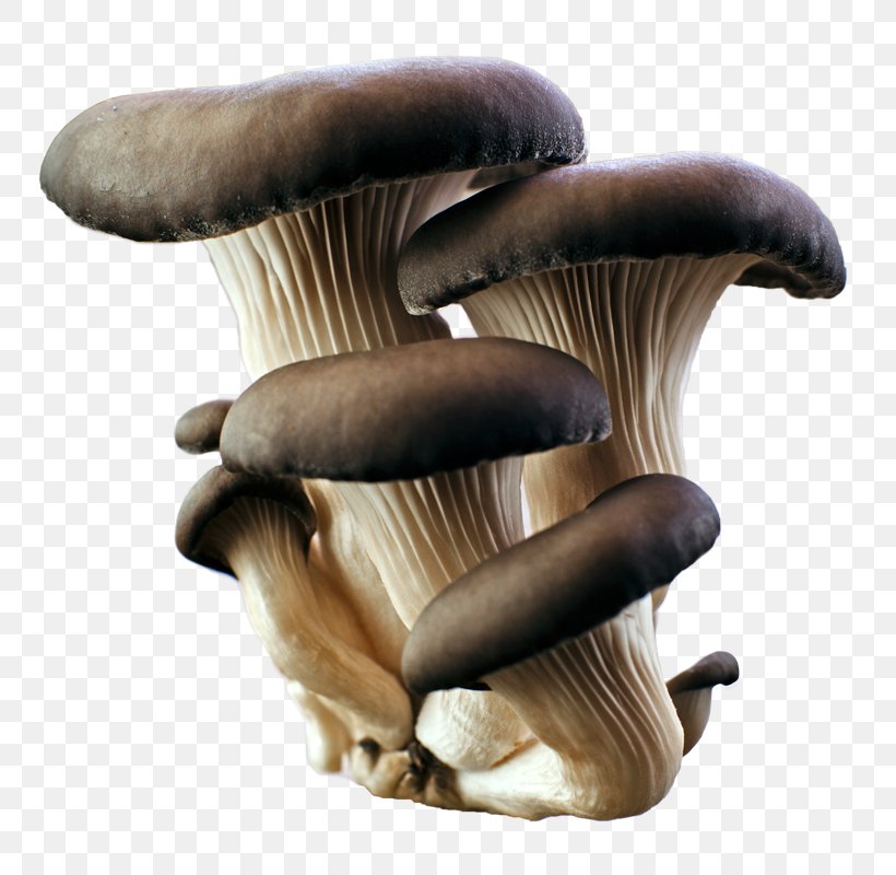 Oyster Mushroom Food Common Mushroom, PNG, 800x800px, Mushroom, Common Mushroom, Cream Of Mushroom Soup, Edible Mushroom, Food Download Free