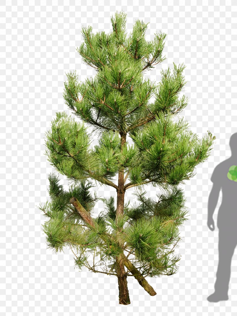 Scots Pine Fir Tree Pinus Nigra Mountain Pine, PNG, 900x1200px, Scots Pine, Branch, Christmas Ornament, Christmas Tree, Conifer Download Free