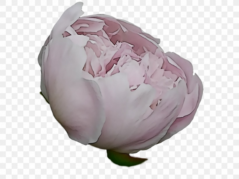 Floral Design, PNG, 1920x1440px, Cabbage Rose, Bud, Bud Petal, Cut Flowers, Floral Design Download Free