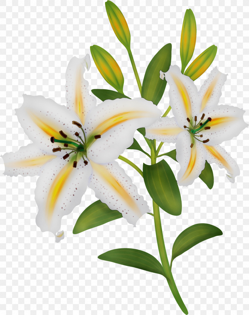 Flower Lily White Plant Petal, PNG, 1692x2139px, Watercolor, Bouquet, Cut Flowers, Flower, Lily Download Free