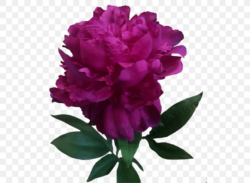 Peony Cut Flowers Rose Family, PNG, 800x600px, Peony, Cut Flowers, Family, Family Film, Flower Download Free