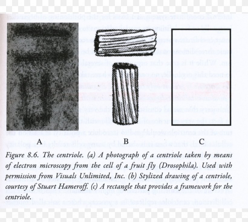 Pineal Gland Third Eye Jung The Mystic: The Esoteric Dimensions Of Carl Jung's Life And Teachings Endocrine Gland, PNG, 910x814px, Pineal Gland, Area, Black Sun, Dimension, Endocrine Gland Download Free