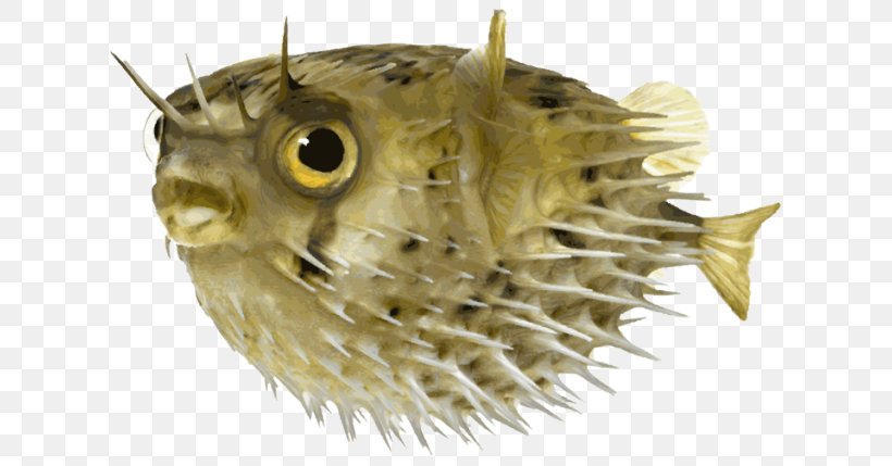 Pufferfish Long-spine Porcupinefish Stock Photography, PNG, 640x429px, Pufferfish, Alamy, Diodon, Fauna, Fish Download Free