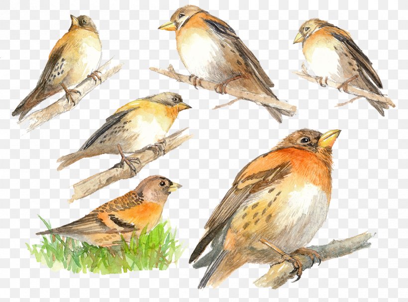 Brambling House Sparrow Finch Bird, PNG, 1200x890px, Brambling, Beak, Bird, Common Chaffinch, Emberizidae Download Free
