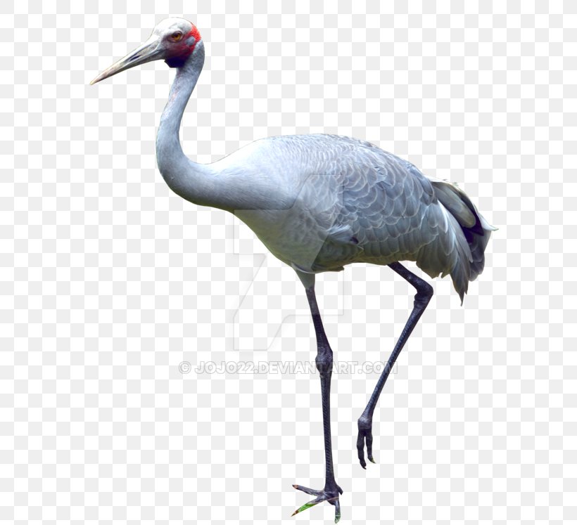 Fauna Water Bird Neck Beak, PNG, 600x747px, Fauna, Beak, Bird, Crane, Crane Like Bird Download Free