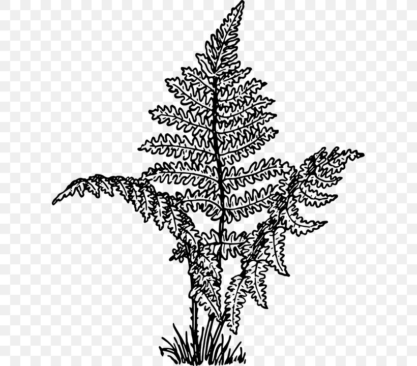 Fern Drawing Leaf Clip Art, PNG, 615x720px, Fern, Arecaceae, Black And White, Branch, Christmas Decoration Download Free