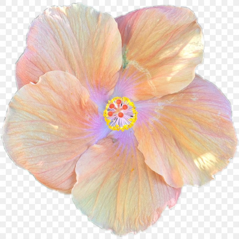 Shoeblackplant Flower, PNG, 1280x1280px, Shoeblackplant, Color, Flower, Flowering Plant, Hibiscus Download Free