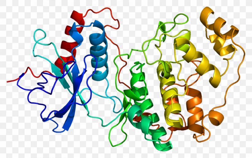 Mitogen-activated Protein Kinase Extracellular Signal-regulated Kinases MAPK1 MAPK/ERK Pathway, PNG, 955x600px, Mitogenactivated Protein Kinase, Artwork, Food, Human Behavior, Kinase Download Free
