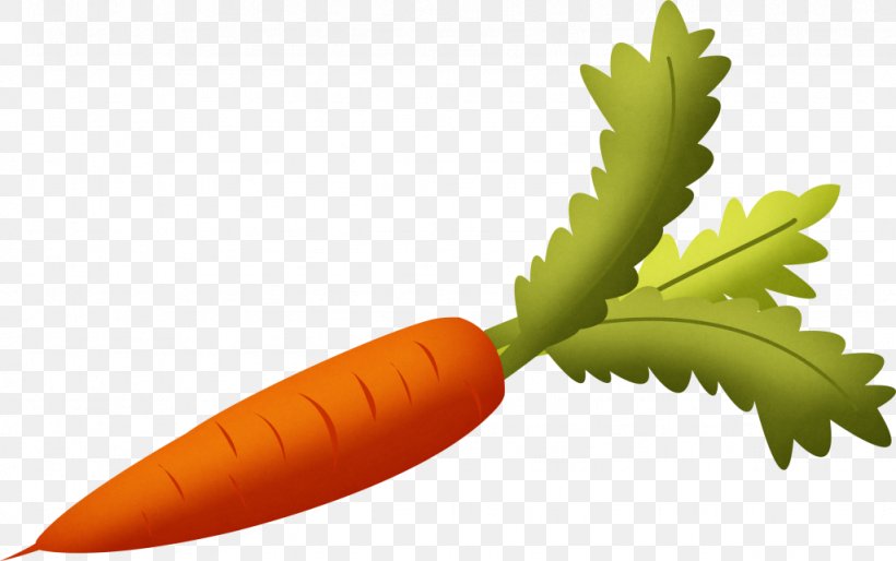 Carrot Food Vegetable Clip Art, PNG, 1024x643px, Carrot, Baby Carrot, Daucus, Food, Fruit Download Free