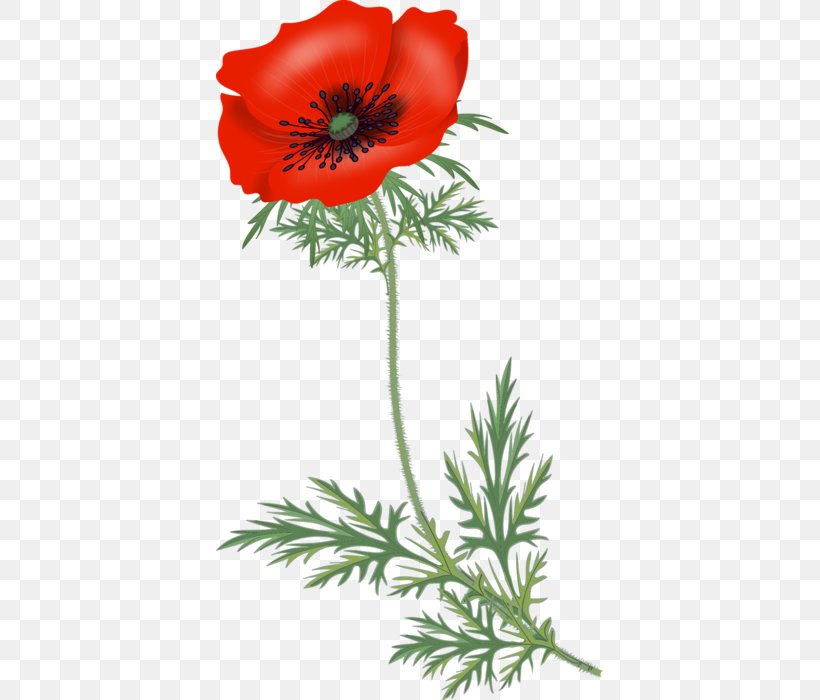 Poppy Familiar Wild Flowers Clip Art, PNG, 387x700px, Poppy, Anemone, Annual Plant, Auglis, Coquelicot Download Free