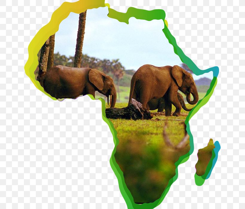African Forest Elephant Asian Elephant Loango National Park Odzala-Kokoua National Park, PNG, 659x700px, African Forest Elephant, African Elephant, Animal, Asian Elephant, Elephant Download Free