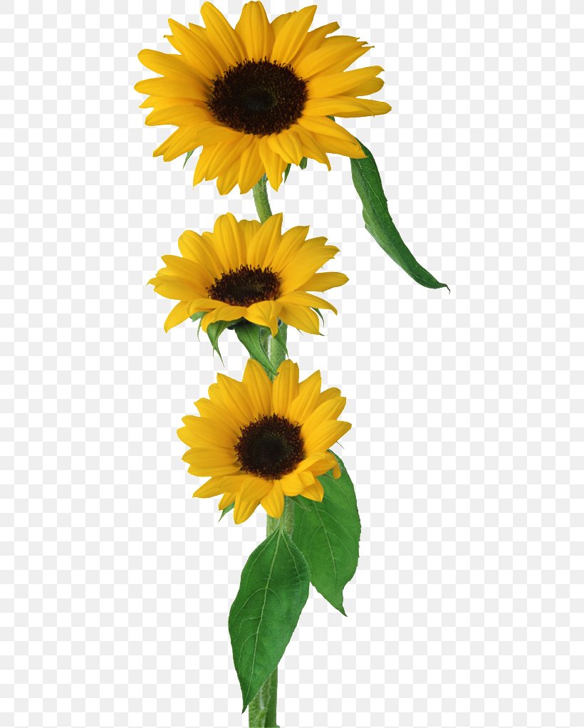 Common Sunflower Clip Art, PNG, 446x1022px, Common Sunflower, Annual Plant, Daisy Family, Flower, Flowering Plant Download Free