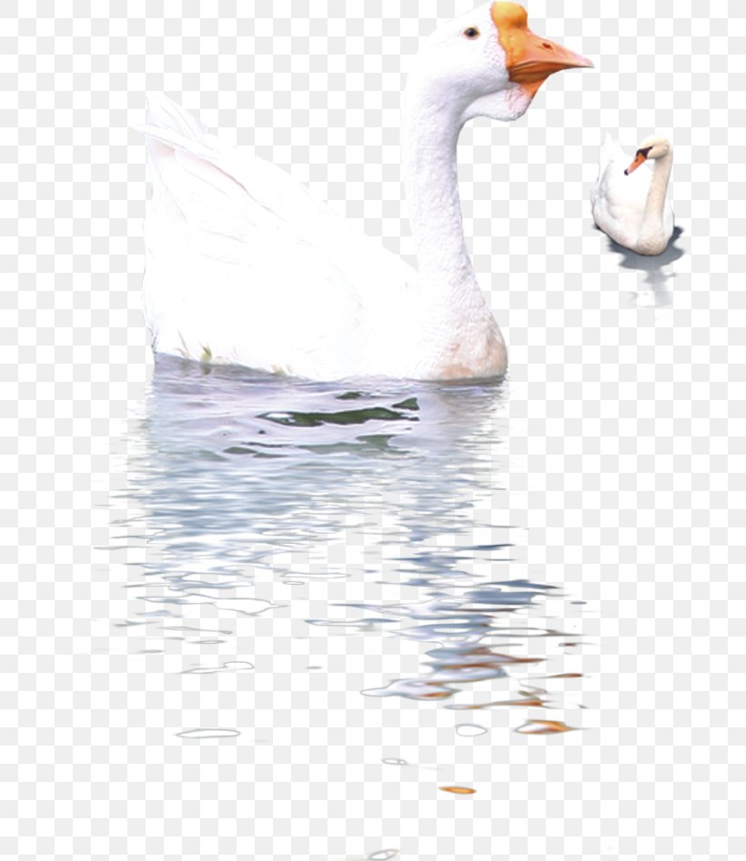 Duck Cygnini Domestic Goose Swan Goose, PNG, 801x947px, Duck, Animal, Beak, Bird, Cygnini Download Free