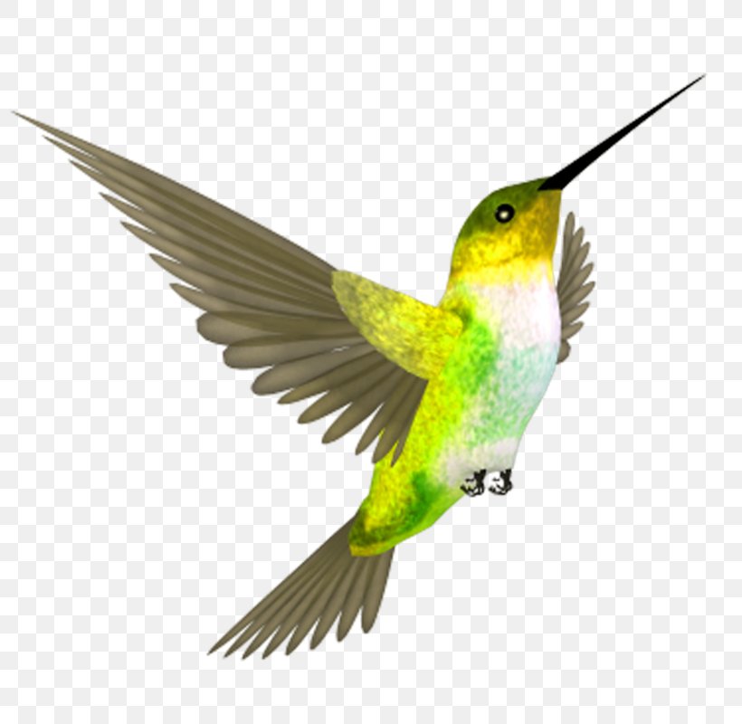 Hummingbird Flight Beak, PNG, 800x800px, Hummingbird, Beak, Bird, Fauna, Feather Download Free