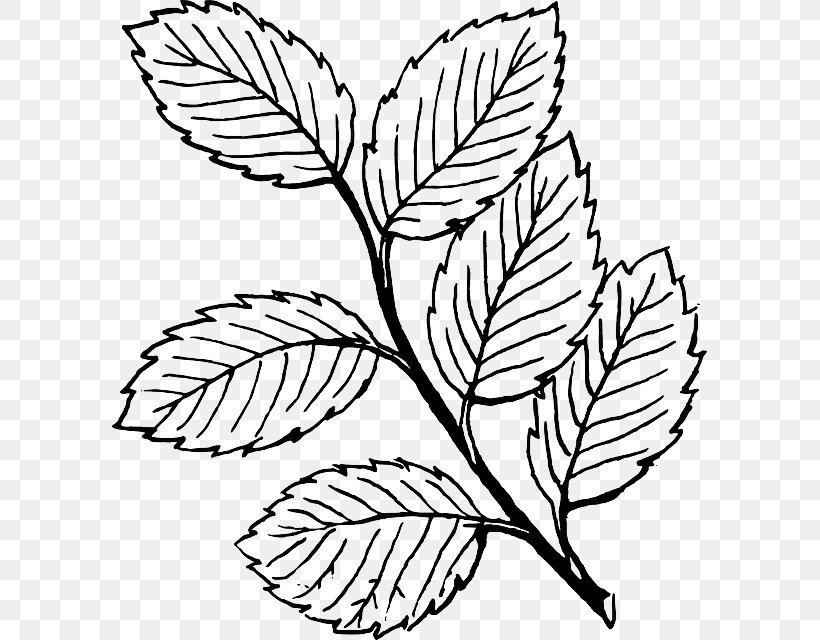 Leaf Line Art Clip Art, PNG, 595x640px, Leaf, Autumn, Autumn Leaf Color, Black And White, Branch Download Free