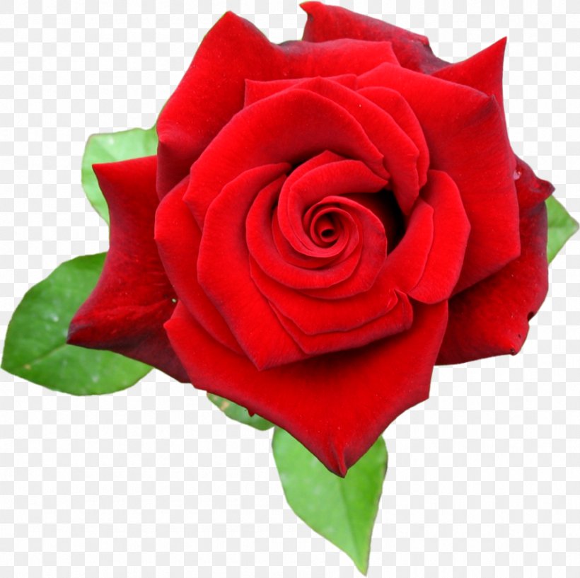 Rose Red Clip Art, PNG, 895x892px, Rose, China Rose, Cut Flowers, Derrick Rose, Floribunda Download Free