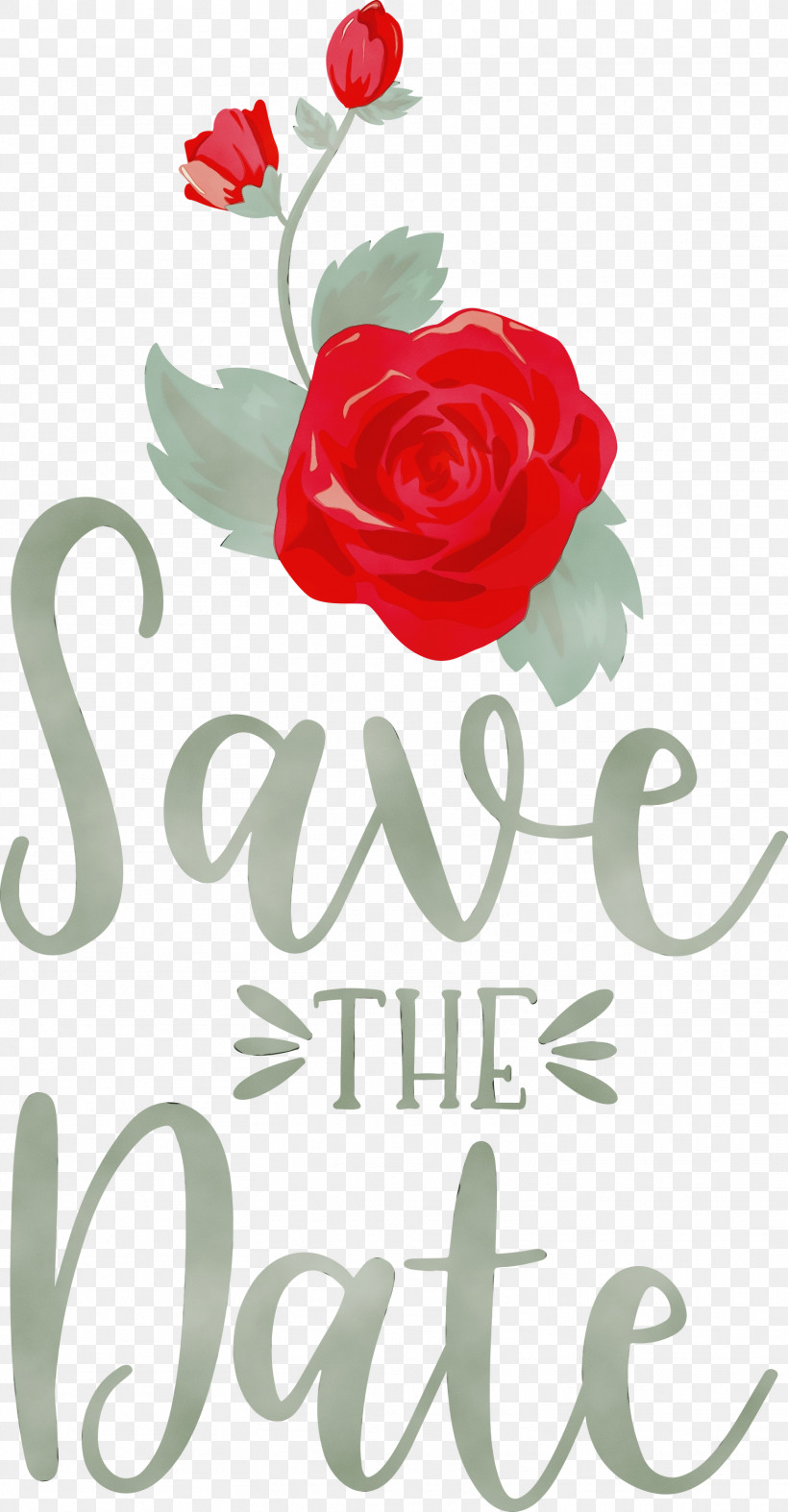 Floral Design, PNG, 1562x3000px, Save The Date, Cut Flowers, Floral Design, Flower, Garden Download Free