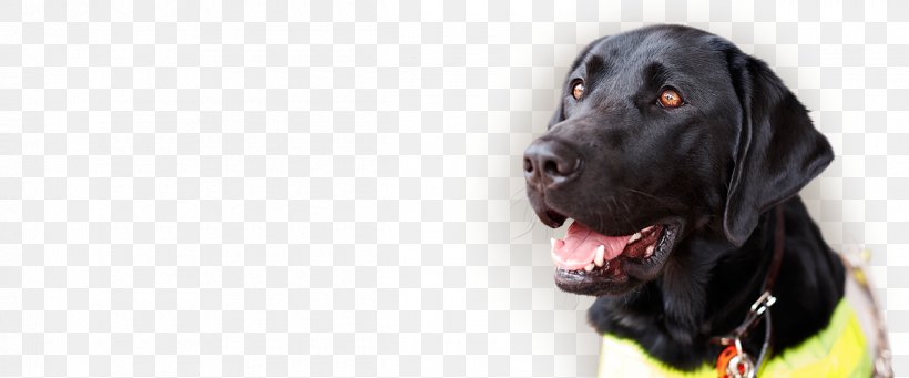 Labrador Retriever Flat-Coated Retriever Sporting Group Dog Breed, PNG, 1200x500px, Labrador Retriever, Animal, Breed, Canidae, Coat Download Free