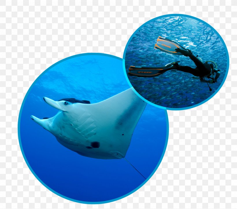 Bali Manta Point Nusa Penida Crystal Bay Nusa Penida Underwater Diving Scuba Diving, PNG, 1024x901px, Bali, Aqua, Dolphin, Fish, Indonesia Download Free