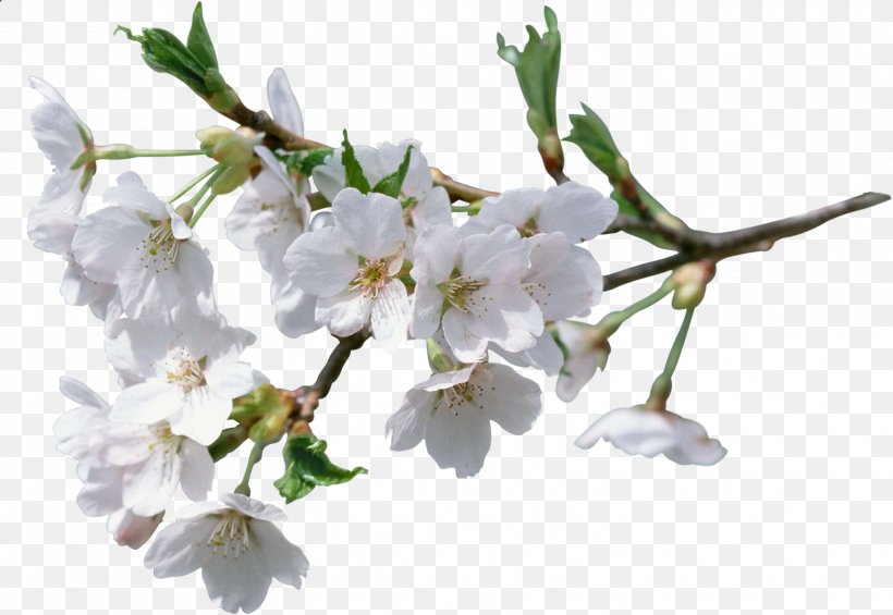 Cerasus Flower Clip Art, PNG, 2902x2000px, Cerasus, Apples, Apricot, Blossom, Branch Download Free