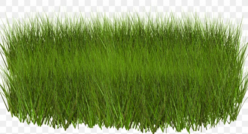 Light Green Grasses Clip Art, PNG, 1700x921px, Light, Chinese Silver Grass, Chrysopogon Zizanioides, Commodity, Grass Download Free