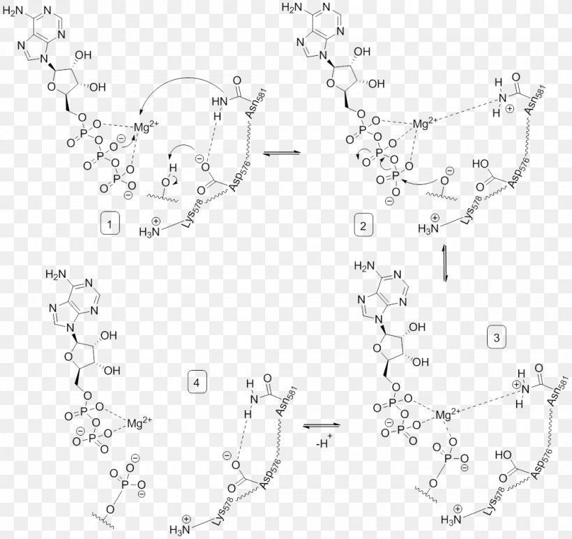 Phosphorylation Serine/threonine-specific Protein Kinase Tyrosine BRAF, PNG, 1056x995px, Phosphorylation, Active Site, Area, Black And White, Braf Download Free