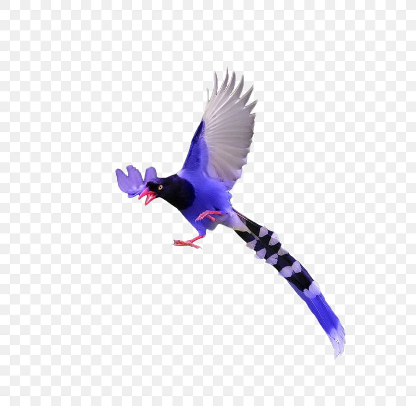 Bird Download Illustration, PNG, 800x800px, Bird, Beak, Feather, Google Images, Purple Download Free