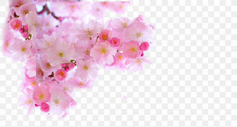 Cherry Blossom Download, PNG, 5906x3189px, Cherry Blossom, Blossom, Branch, Cherry, Floral Design Download Free