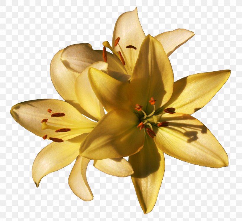 Cut Flowers Flowering Plant Petal, PNG, 1856x1698px, Flower, Cut Flowers, Flowering Plant, Lily, Lily M Download Free