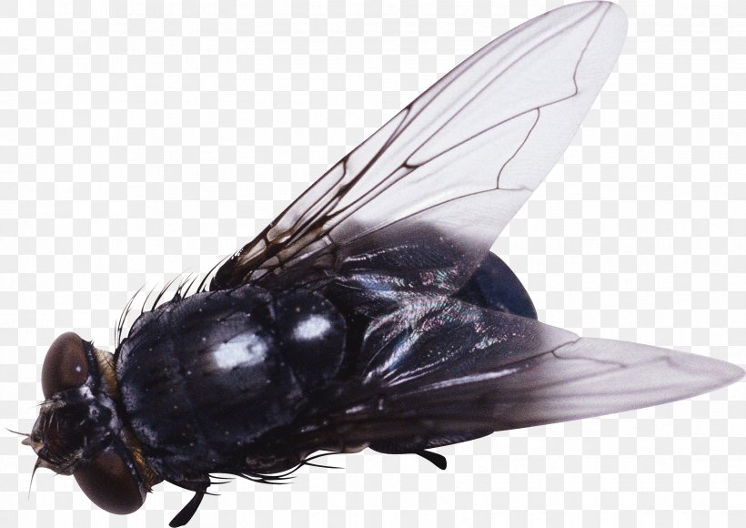 Fly Insect Clip Art, PNG, 3314x2345px, Insect, Arthropod, Clipping Path, Fly, Housefly Download Free