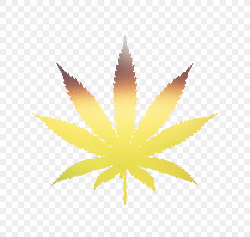 Medical Cannabis Oaksterdam University Cannabis Shop Vector Graphics, PNG, 1900x1800px, Cannabis, Cannabis Shop, Cannabis Social Club, Hashish, Hemp Family Download Free