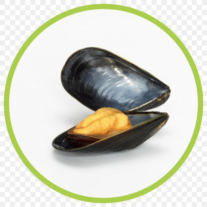 Mussel Stock Photography, PNG, 1024x1024px, Mussel, Animal Source Foods, Blue Mussel, Clam, Clams Oysters Mussels And Scallops Download Free
