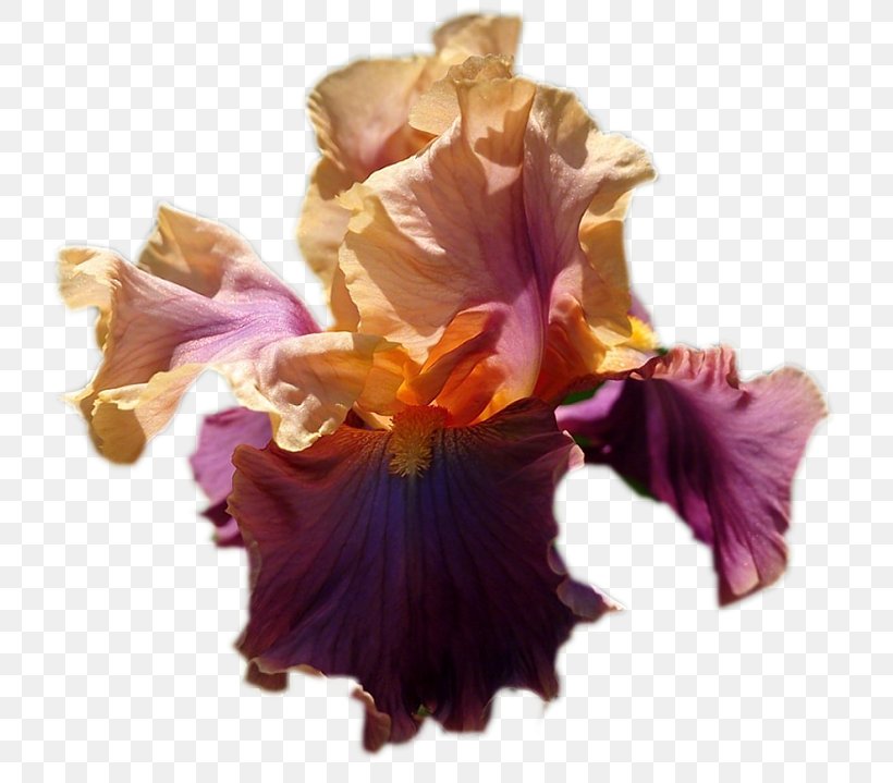 Purple Cut Flowers, PNG, 800x719px, Purple, Cut Flowers, Flower, Flowering Plant, Iris Download Free