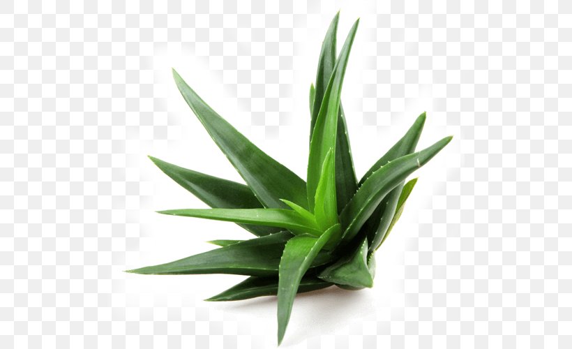 Aloe Vera Extract Succulent Plant Leaf, PNG, 800x500px, Aloe Vera, Aloe, Aloin, Extract, Flowerpot Download Free