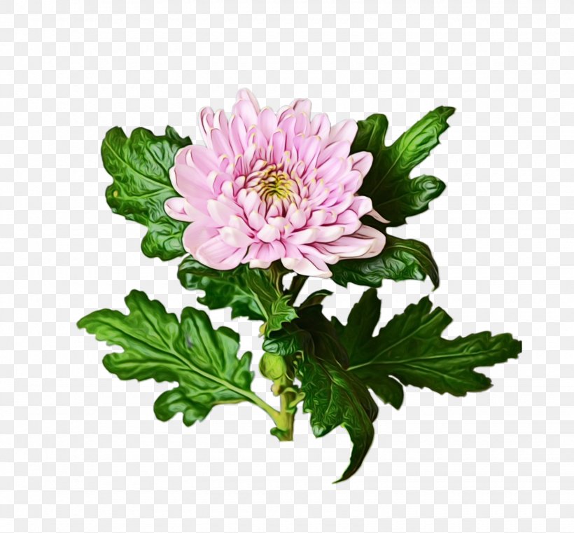 Chrysanthemum Marguerite Daisy Cut Flowers Annual Plant Herbaceous Plant, PNG, 1540x1430px, Chrysanthemum, Anemone, Annual Plant, Argyranthemum, Chrysanths Download Free