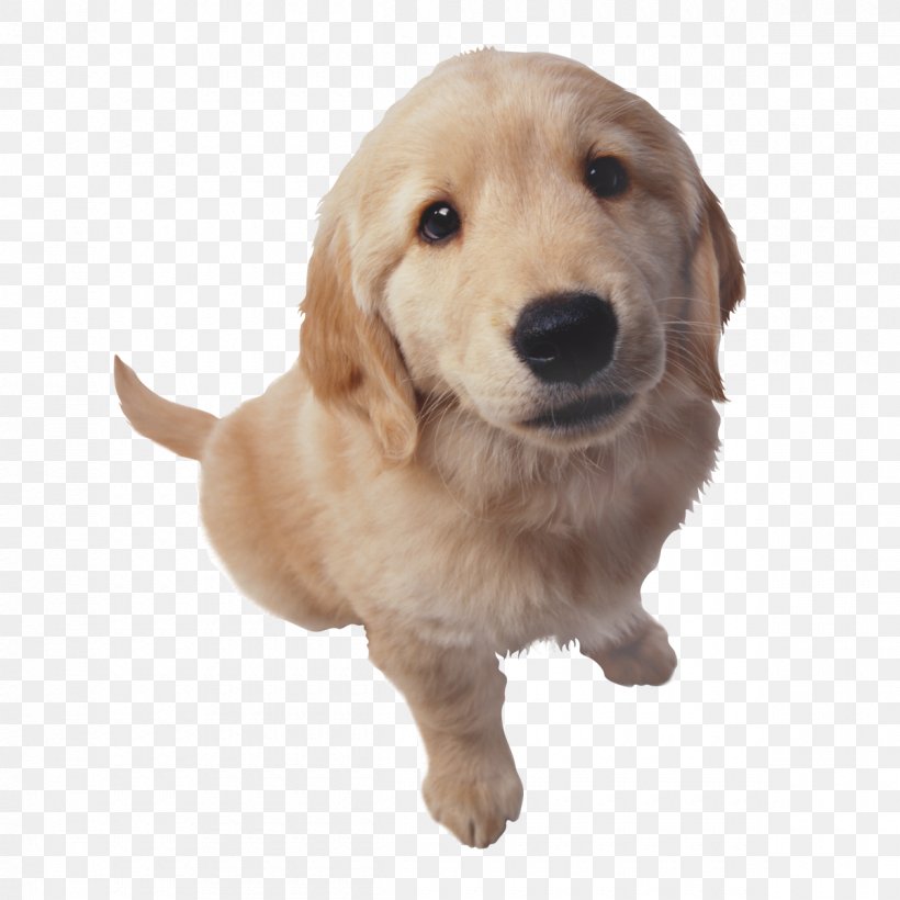 Golden Retriever Beagle Bulldog Puppy Purebred Dog, PNG, 1200x1200px, Golden Retriever, Animal, Beagle, Bulldog, Carnivoran Download Free