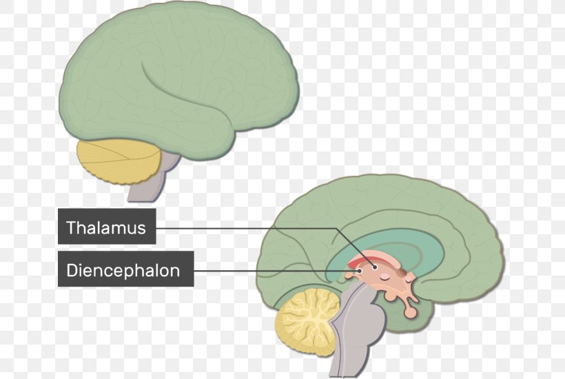 Human Brain Anatomy Nervous System Brainstem, PNG, 651x550px, Watercolor, Cartoon, Flower, Frame, Heart Download Free