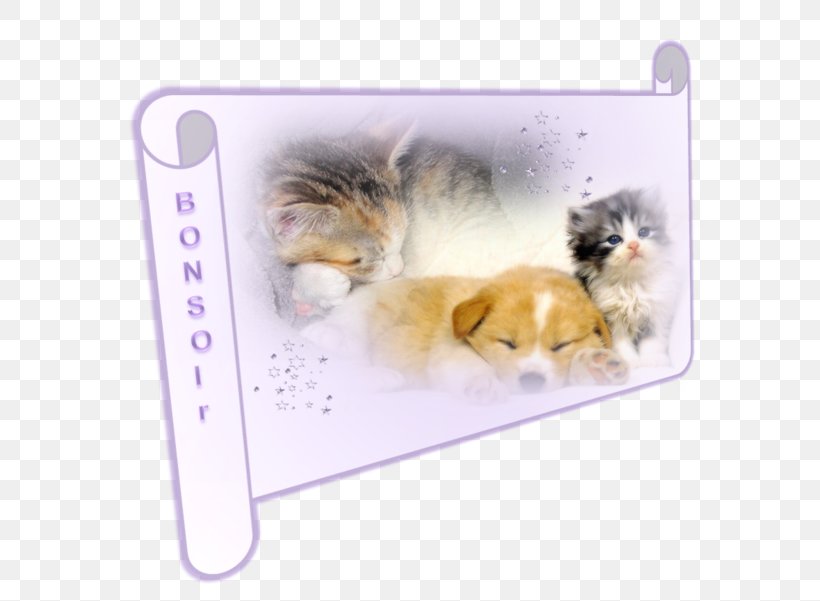Kitten Puppy Dog Desktop Wallpaper Cat, PNG, 600x601px, Kitten, Animal, Canidae, Canis, Carnivoran Download Free
