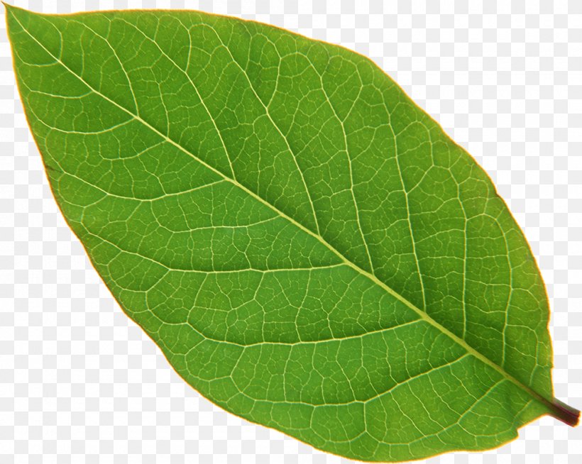 Leaf Stock Photography Image Royalty-free, PNG, 1000x798px, Leaf, Depositphotos, Flower, Flowering Plant, Herb Download Free