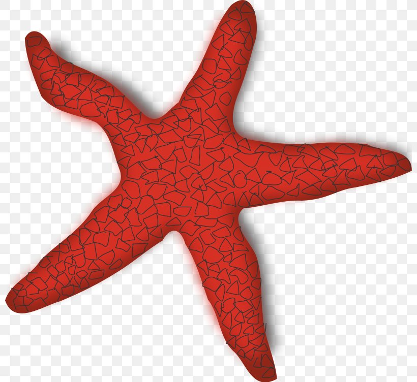 Starfish Clip Art, PNG, 800x752px, Starfish, Animal, Customon, Echinaster Sepositus, Echinoderm Download Free
