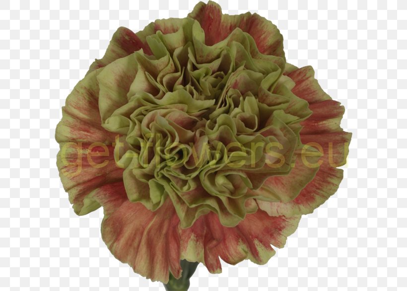 Cut Flowers Flower Bouquet Petal Peony, PNG, 600x588px, Flower, Cut Flowers, Flower Bouquet, Peony, Petal Download Free