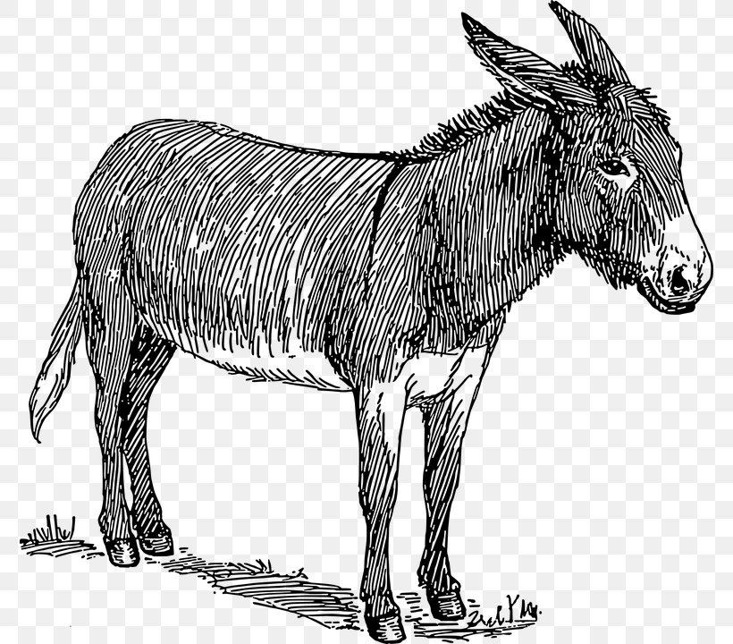 Donkey Drawing Line Art Watercolor Painting, PNG, 776x720px, Donkey, Art, Black And White, Cartoon, Drawing Download Free